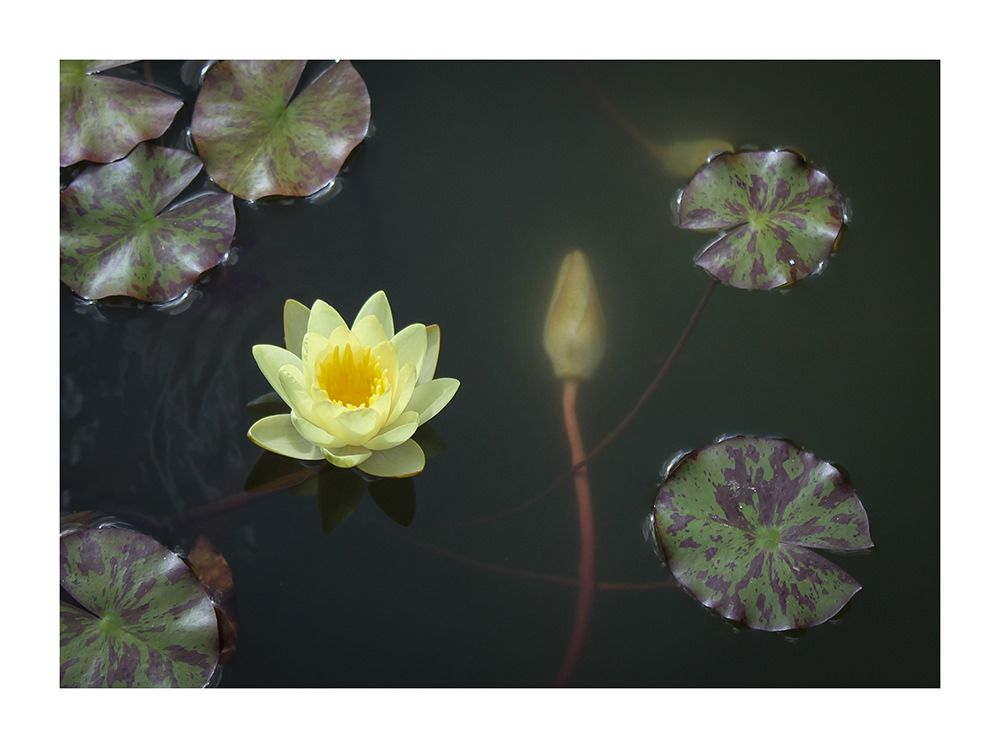 Lotus with Bud